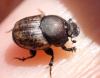 Onthophagus similis